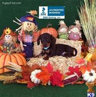 maltipoo puppy posted by Rhonda Wallace